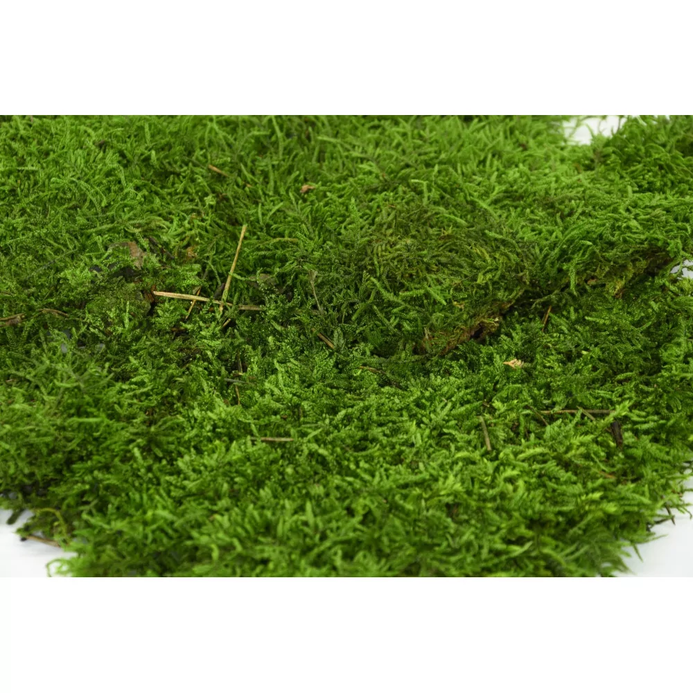 Preserved Flat Forest Moss Green bulk box 2,5 kg - buy in the online store  EtoileFlora