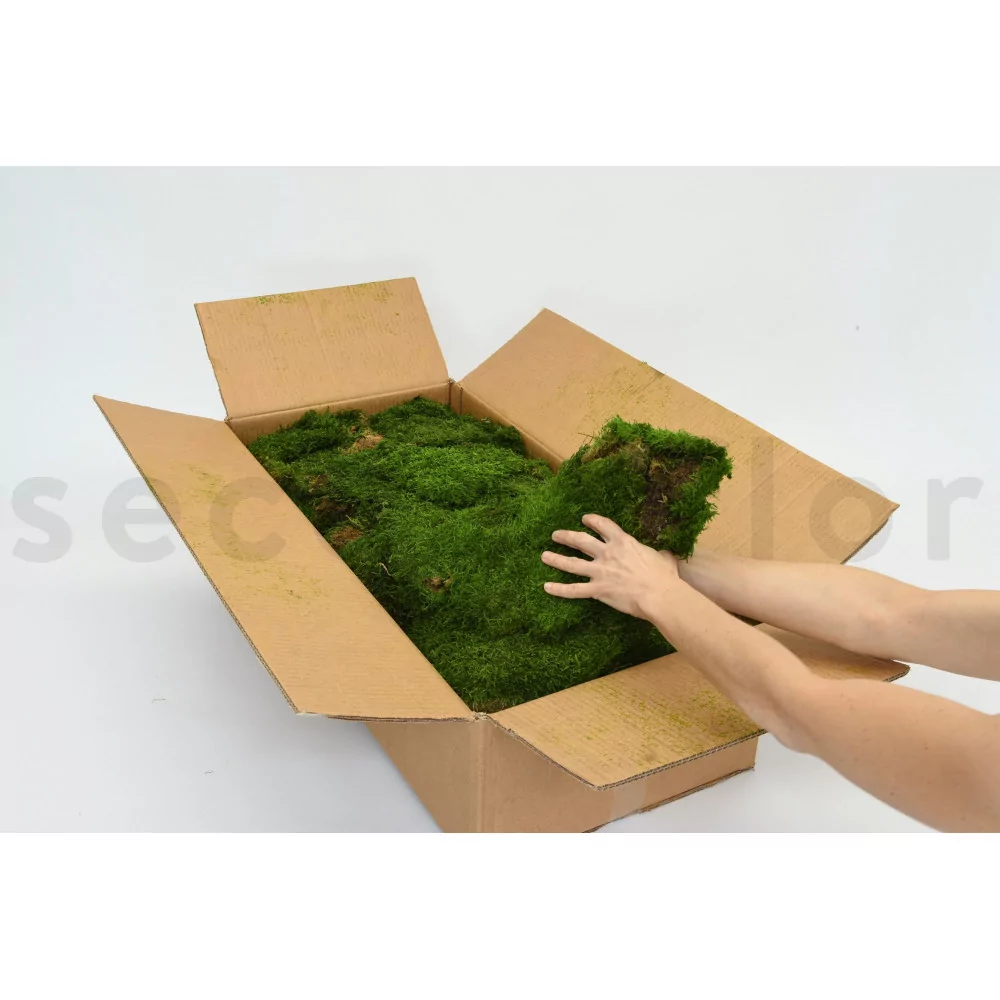 Preserved Flat Forest Moss Green bulk box 2,5 kg - buy in the online store  EtoileFlora