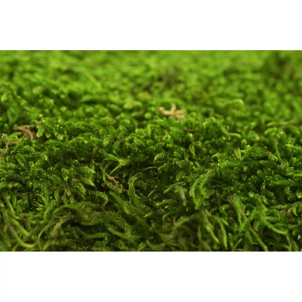 Stabilized Sheet Moss, Flat Moss, Preserved Moss