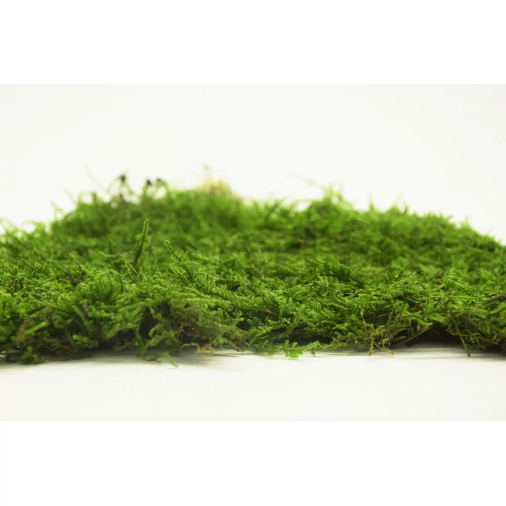 Preserved Flat Moss  Forest Green Bulk Box – Company Interiors