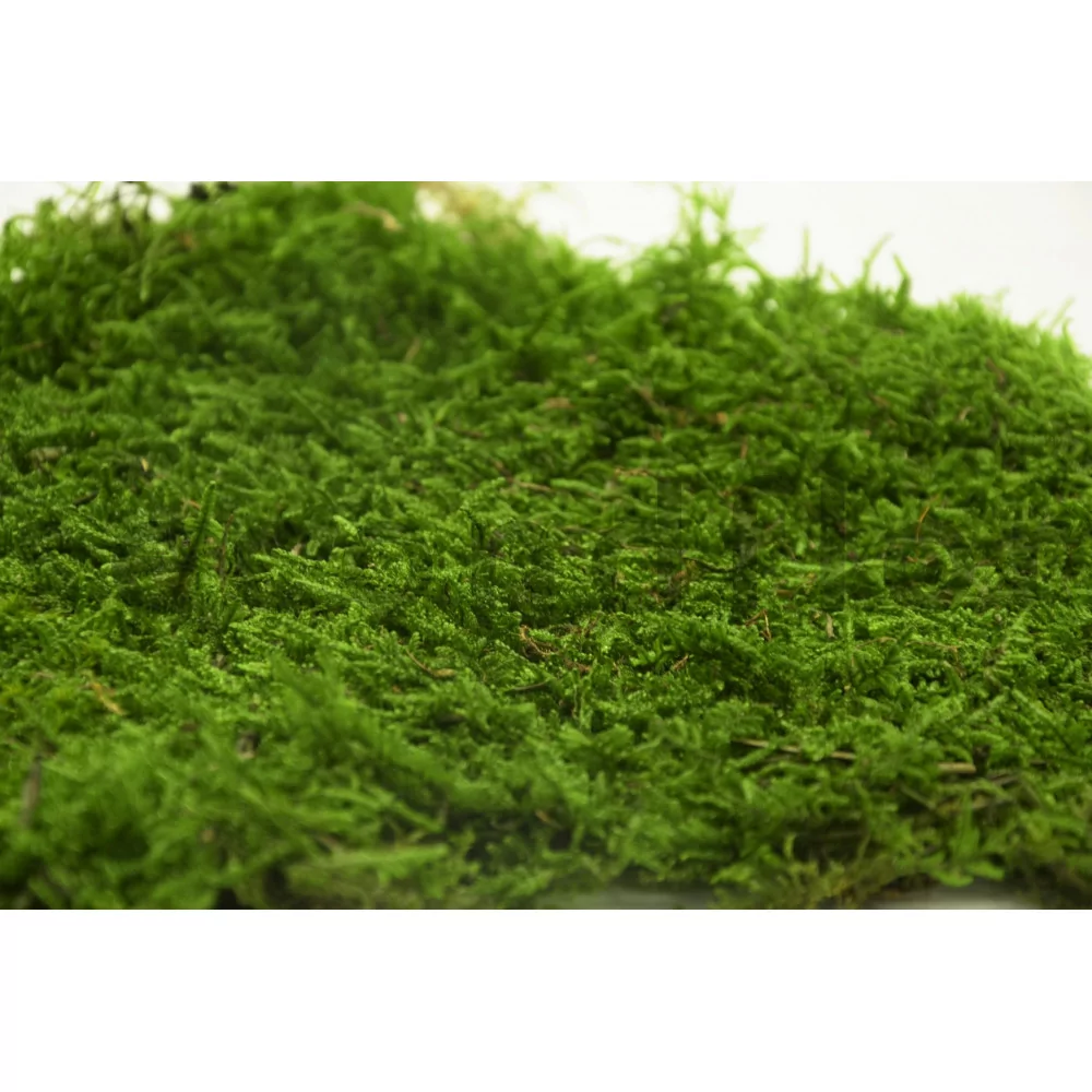 Preserved Ball Moss  Forest Green Bulk Box – Company Interiors