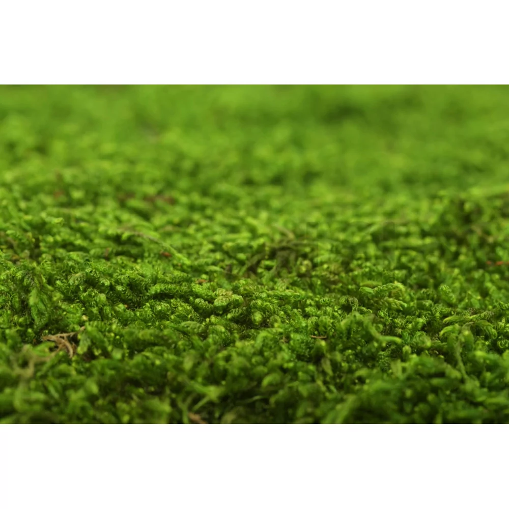 Vickerman Box Green Moss, Sheet - 6.6 Lbs Bulk Case, Preserved 