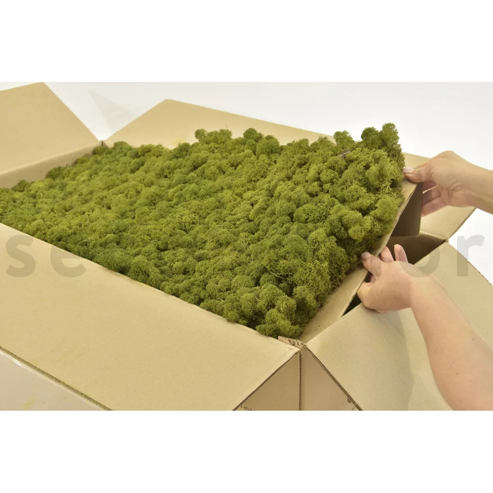 Preserved Lichen - Box 5 kg - Medium Green