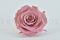 A Box of Six Large Artificial Roses Head Made With Preserved Rose Petals in a Romantic Pink Hue that are Wide Open