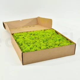 Mood Moss Preserved (Bulk Box) - Fresh Green – Cinema Greens
