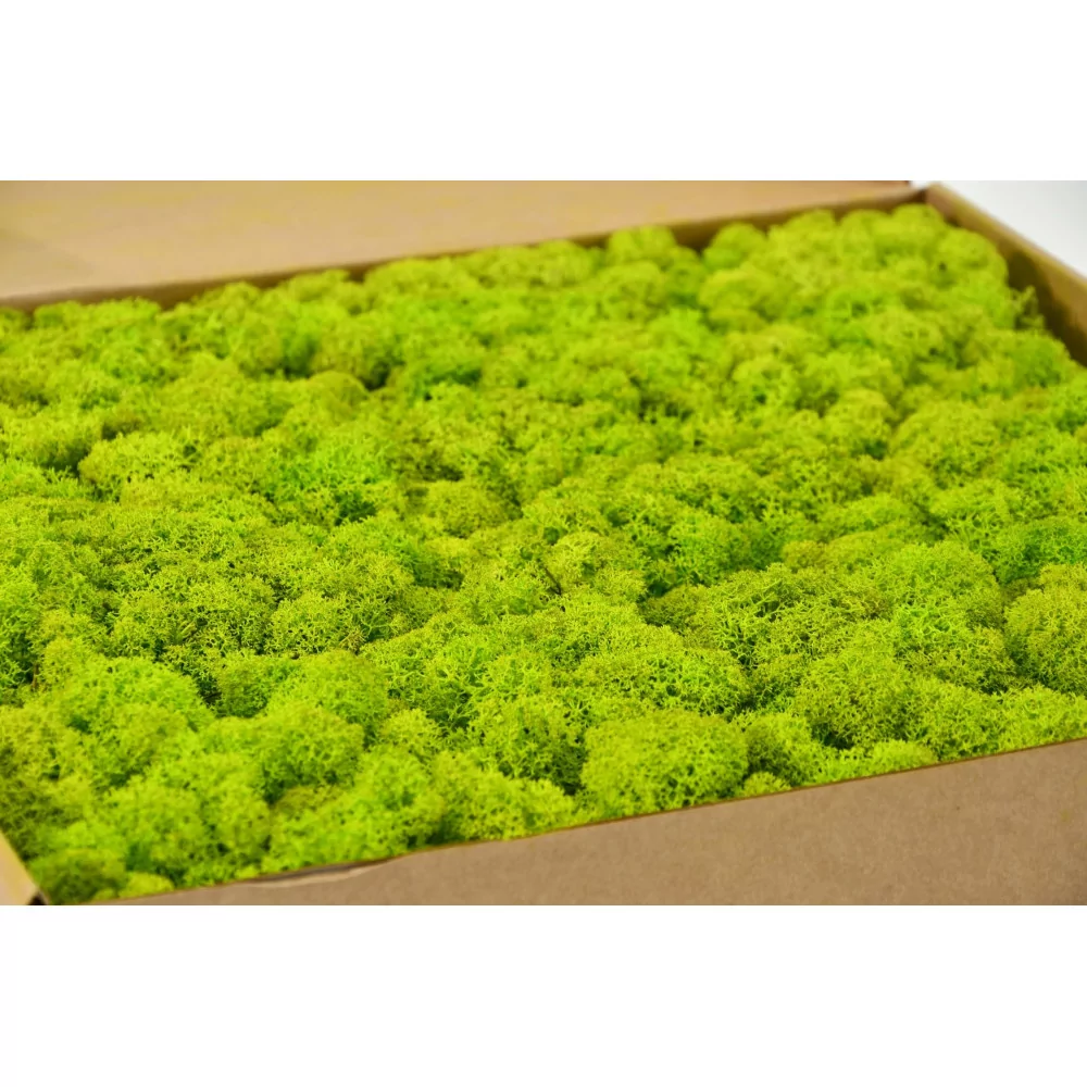 Preserved Preserved Lichen Green Lime - Clean - Box 4 kg