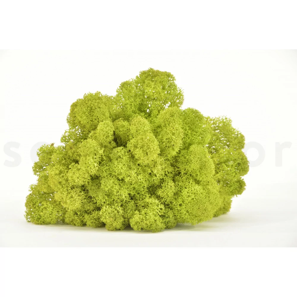 Preserved Preserved Lichen Green Lime - Clean - Box 4 kg