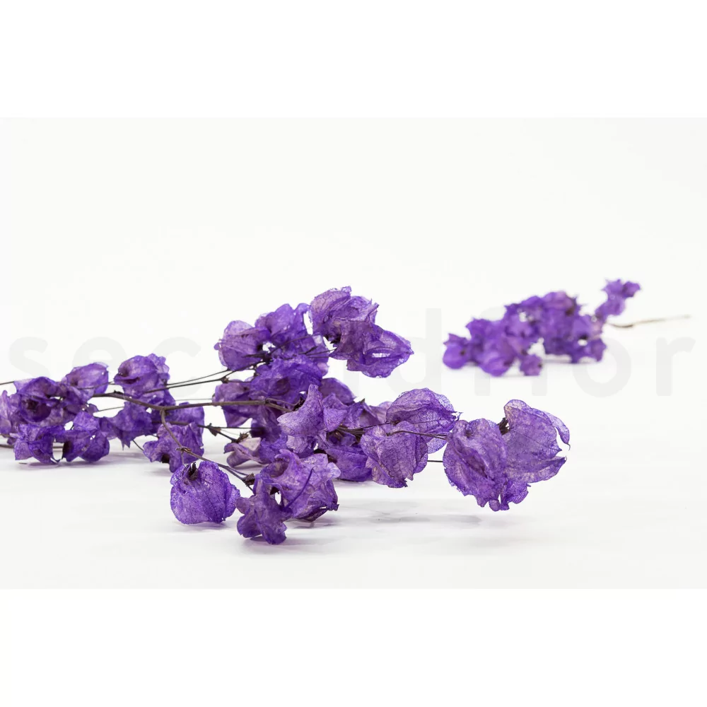 Pressed Flowers | Purple Paramour | Purple | 33 pcs Marketplace Dried  Florals by undefined