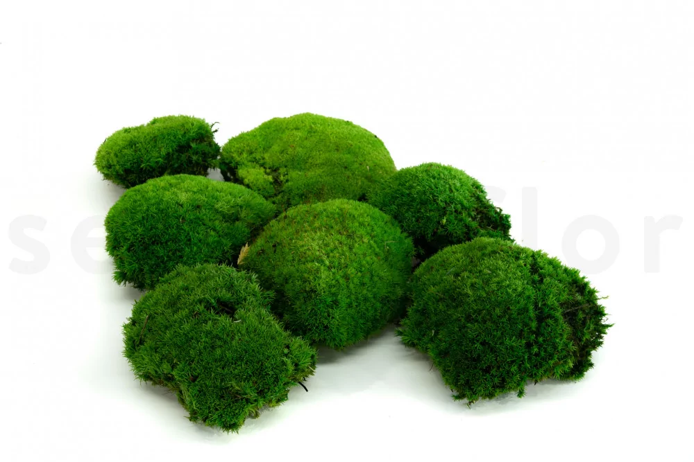Special! Bulk Loose Forest Moss Preserved in Leaf Green Color