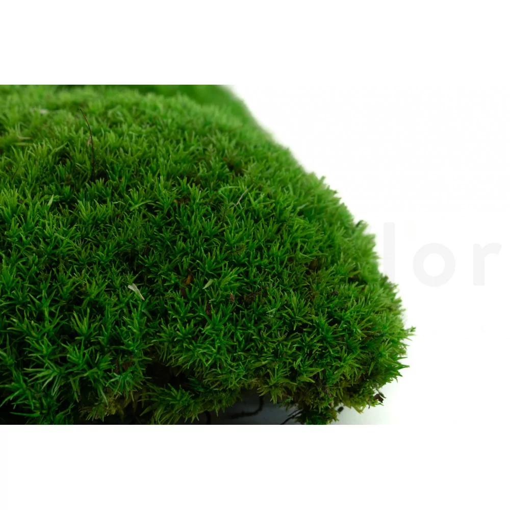 Green Moss Balls - Preserved Sheet Moss - 4 Inch – Bella Marie