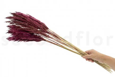 Dried Pampa Grass Bouquet Burgundy