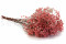 Pink Baby's Breath Gypsophila Packaged in Bunches and Delicately Preserved to Last For Years