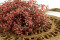 Pink Baby's Breath Gypsophila Packaged in Bunches and Delicately Preserved to Last For Years