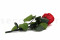 A 30 cm Preserved Red English Rose in a Bulk of 25 Units