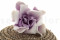 A Box of 6 Bicolor White and Purple Preserved Gardenia