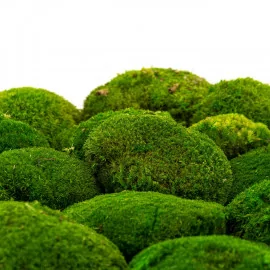  FAICOIA Preserved Moss Bulk Green Natural Preserved