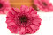 One Box of 9 Strawberry Pink Preserved Gerbera Heads