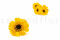 One Box of 9 Yellow Preserved Gerbera Heads that Look Like Faux Tournesol