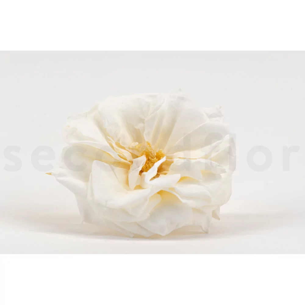 Preserved Wild Rose - Box of 12 - White