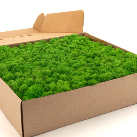 Premium Flat Moss - Preserved Forest Moss - Large Wholesale Bulk Box Cover  1 m2 Moss Light Green