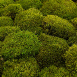 Preserved Flat Forest Moss Green bulk box 2,5 kg - buy in the online store  EtoileFlora