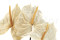 Three preserved white anthurium stems and flowers with and without packaging