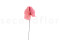 Three preserved princess pink anthurium stems and flowers with and without packaging