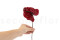 Three preserved red anthurium stems and flowers with and without packaging