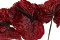 Three preserved red anthurium stems and flowers with and without packaging