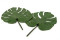 Two large preserved green monstera leaves with and without packaging