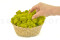 5 kg of Preserved Premium-Quality Lime Green Reindeer Moss Sold Wholesale for Green Walls