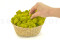 5 kg of Preserved Premium-Quality Lime Green Reindeer Moss Sold Wholesale for Green Walls