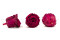 A Box Containing 8 Large Velvet Plum Eternal Rose Heads From Kiara