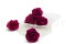 A Box Containing 6 Extra Large Preserved Rose Heads in Velvet Plum From Kiara