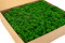 1 kg of Preserved Premium-Quality Nature Green Reindeer Moss Sold Wholesale for Green Walls